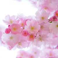 Cherry Blossom Roll On Perfume