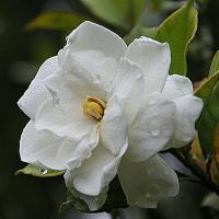 Gardenia Roll On Perfume