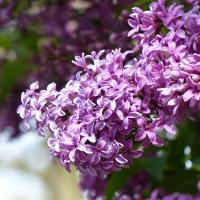 Lilac Solid Scent Perfume