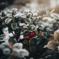 Lingonberry Jar Candle