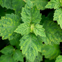 Orange Patchouli Roll On Perfume