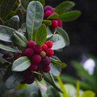 Bayberry Jar Candle