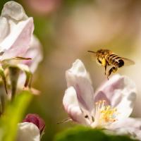 Wildflower Honey Body Wash