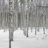 White Birch Deluxe Reed Diffuser