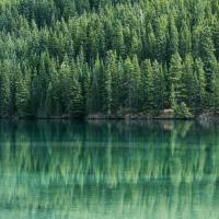 photo of evergreen forest