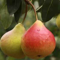 Fresh Pear Soap