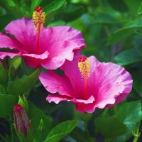 Hibiscus Soap