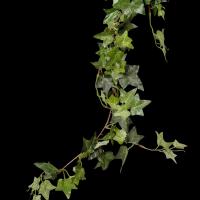 Ivy Soap