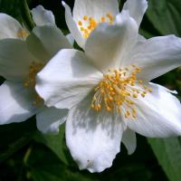 White Jasmine Bath Salts