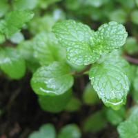 Peppermint Lip Balm 