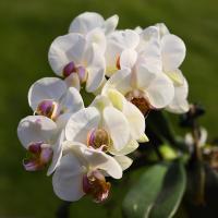 Orchid Rain Soap