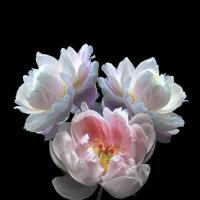 Peony Magnolia Sachets, 2pc package