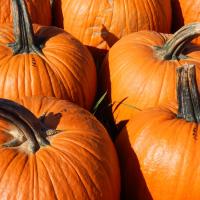 Pumpkin Brulee Jar Candle