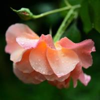 Rose Petals Shea Soap
