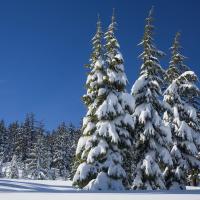 Frosty Pine Soap