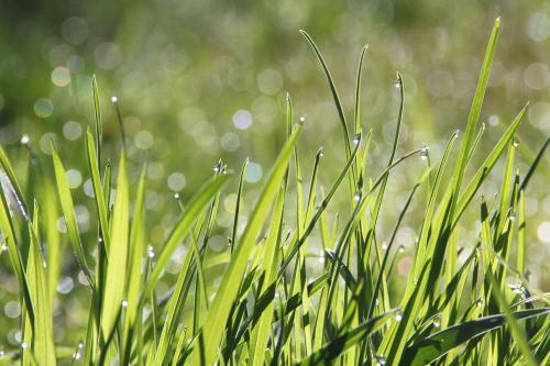 Green Grass Nuggets™, Classic 2oz size