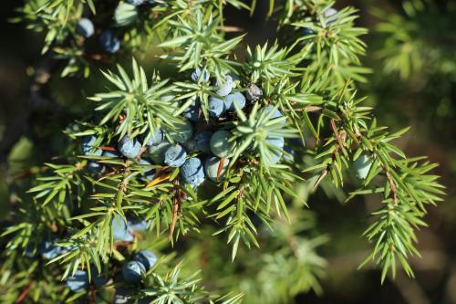 Fresh Juniper Refresh Oil, 1oz bottle