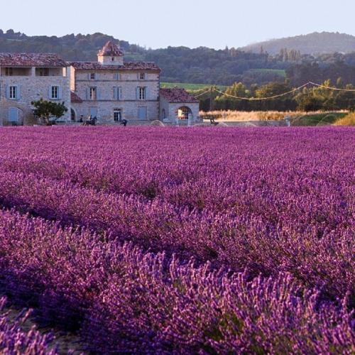 Lavender Solid Scent Perfume