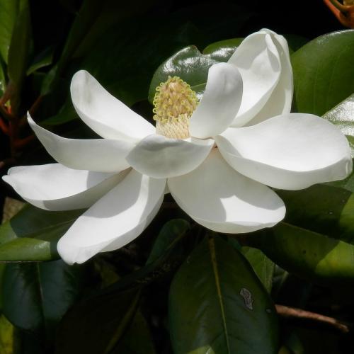 Magnolia Solid Scent Perfume