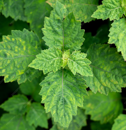 Orange Patchouli Roll On Perfume