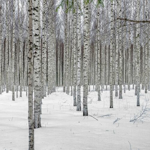 White Birch Deluxe Reed Diffuser