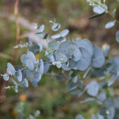 Eucalyptus Mint Bubble Wash