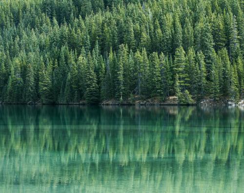 photo of evergreen forest