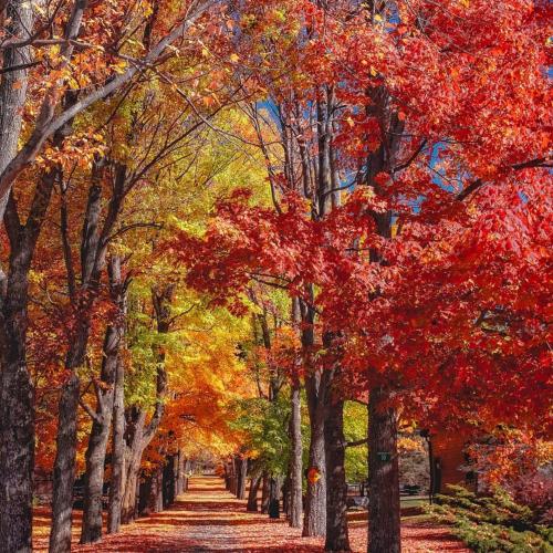 Limited Edition Fall Soap Gift Set