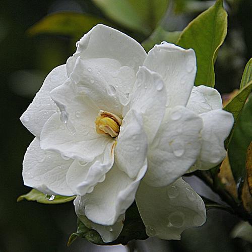 Gardenia Jar Candle