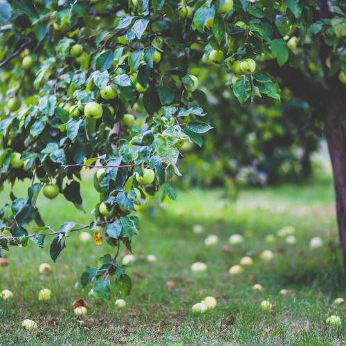 Green Apple Lip Balm 