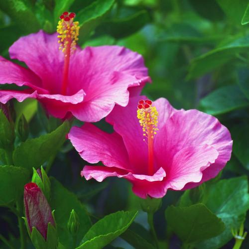 Hibiscus Soap