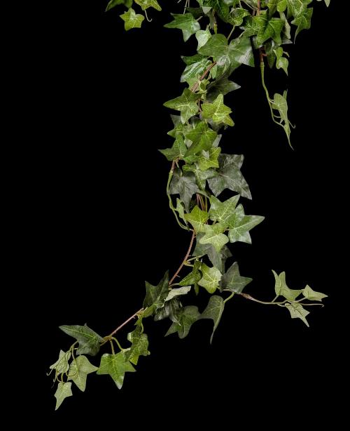 Ivy Soap