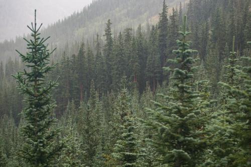 Winter Pine Deluxe Plus Reed Diffuser