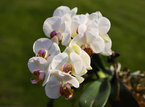 Orchid Rain Soap
