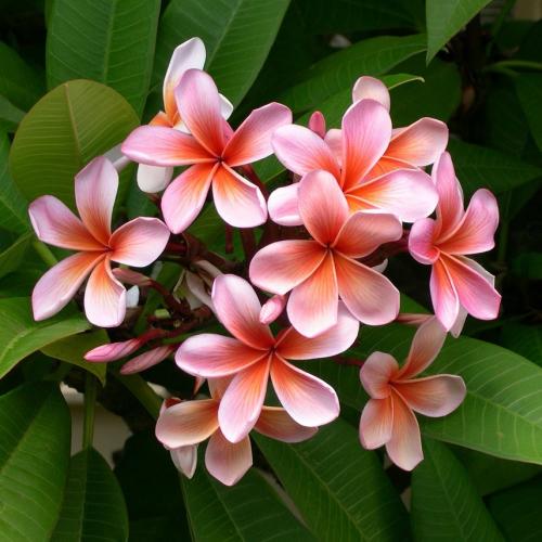 Plumeria Body Wash