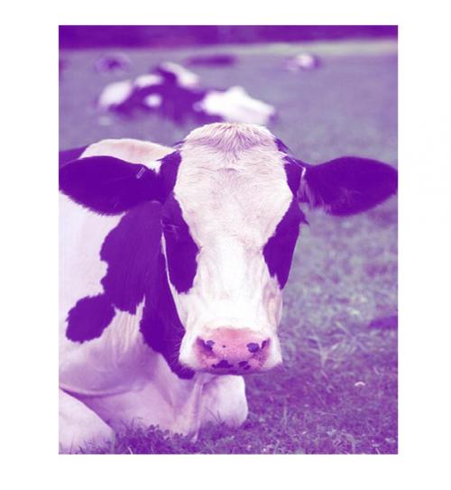 Purple Cow Lip Balm