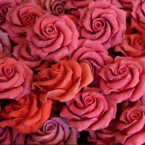 All Over Lotion, Rose Sandalwood