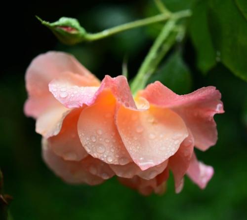 Rose Petals Shea Soap