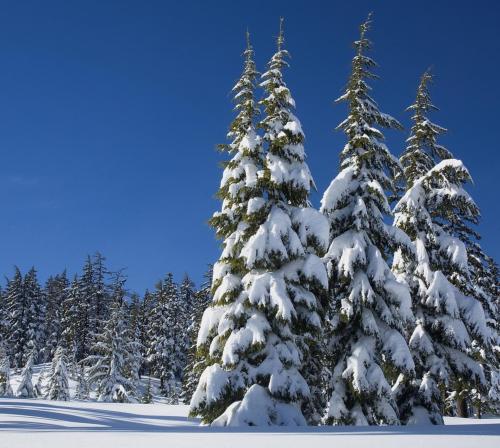 Frosty Pine Soap