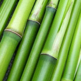 Green Bamboo Refresh oil, 1oz