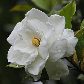 Gardenia Jar Candle