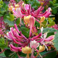 Fresh Flower Jar Candles