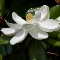 Magnolia Jar Candle