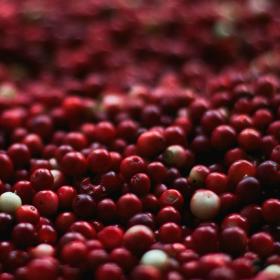 Cranberry Jar Candle